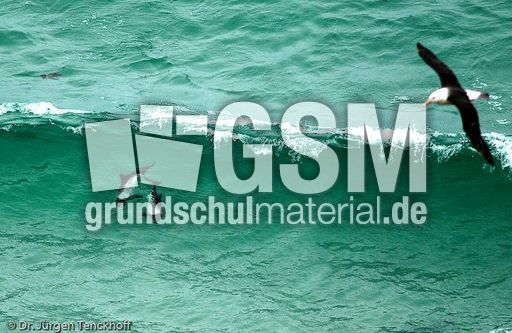 Commerson-Delfin (15 von 15).jpg